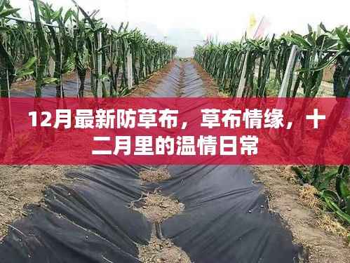 十二月最新防草布,温情日常的草布情缘