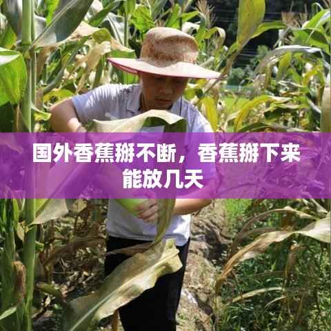 国外香蕉掰不断,香蕉掰下来能放几天