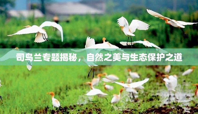司鸟兰专题揭秘，自然之美与生态保护之道