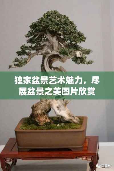 独家盆景艺术魅力，尽展盆景之美图片欣赏