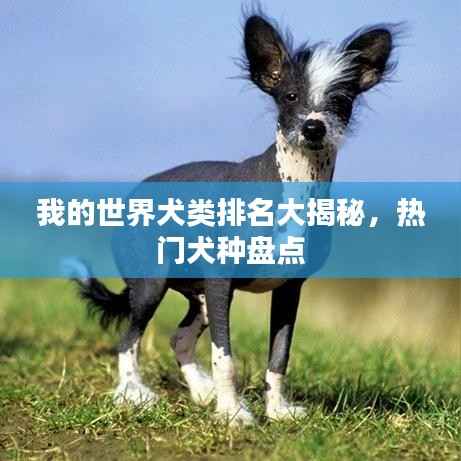 我的世界犬类排名大揭秘，热门犬种盘点