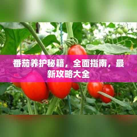 番茄养护秘籍，全面指南，最新攻略大全