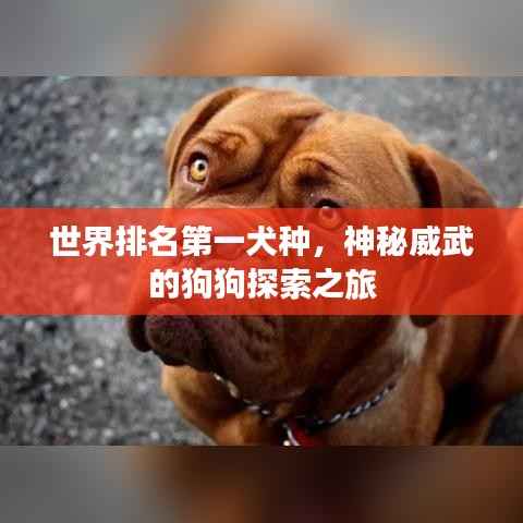 世界排名第一犬种，神秘威武的狗狗探索之旅